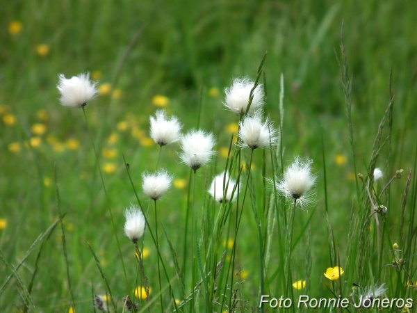 Gräsull (Eriophorum latifolium Hoppe) 